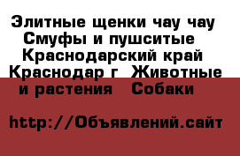 Элитные щенки чау чау : Смуфы и пушситые. - Краснодарский край, Краснодар г. Животные и растения » Собаки   